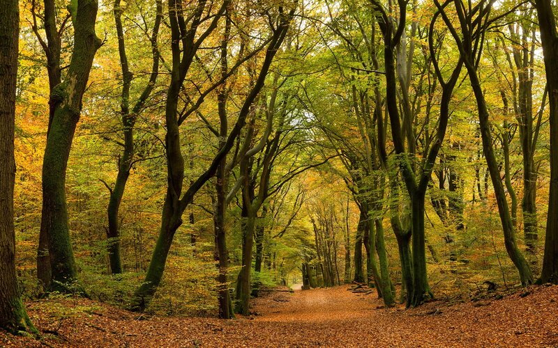 Autumn forest path
