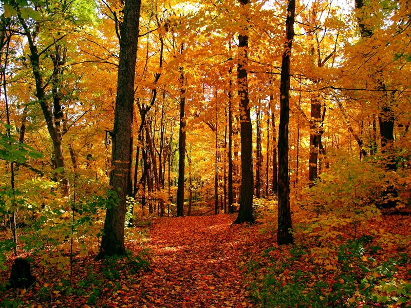 Autumn forest path