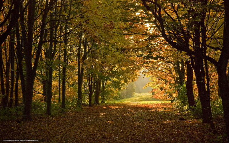 Autumn forest path