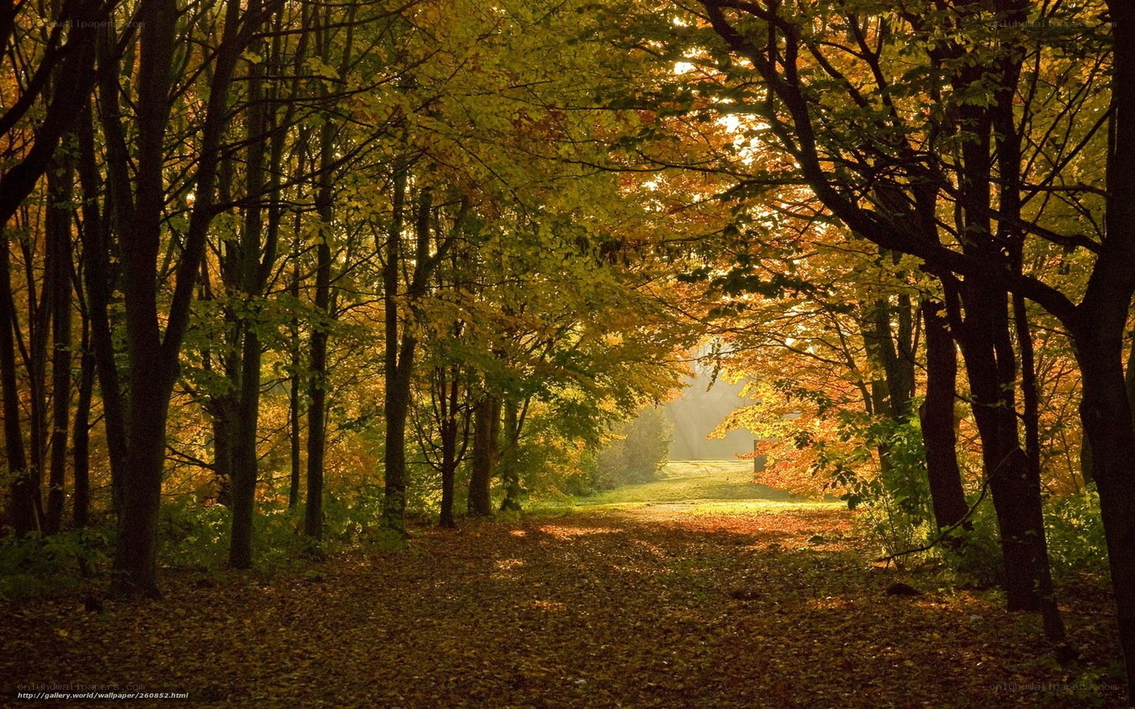 Autumn forest path