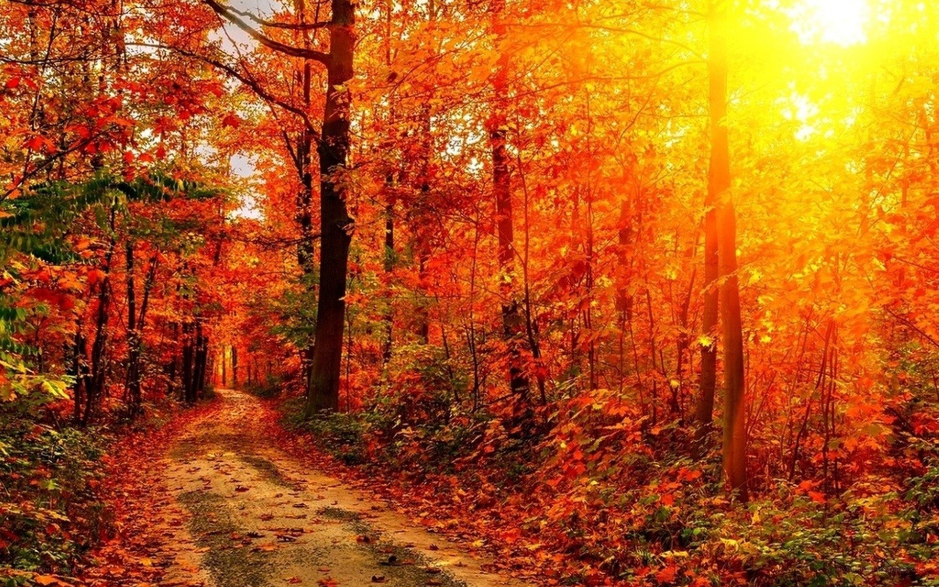 Autumn forest path