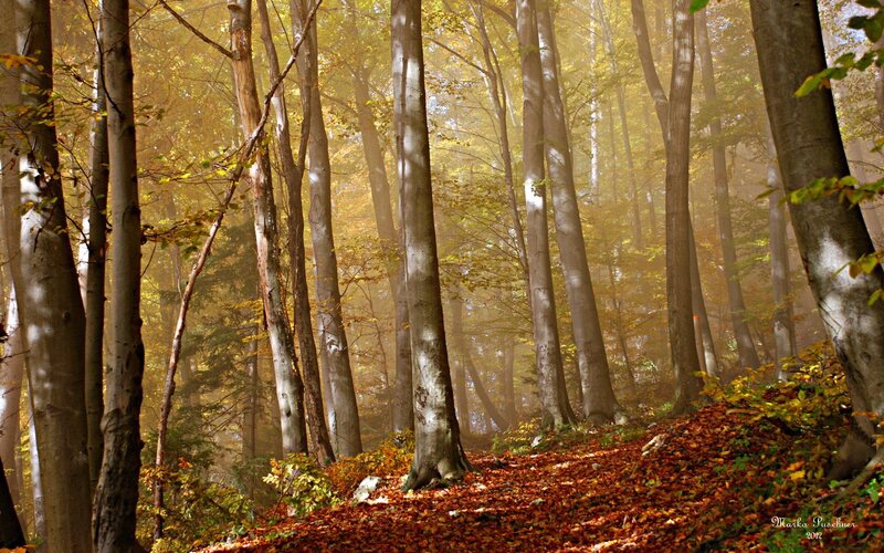 Autumn forest path