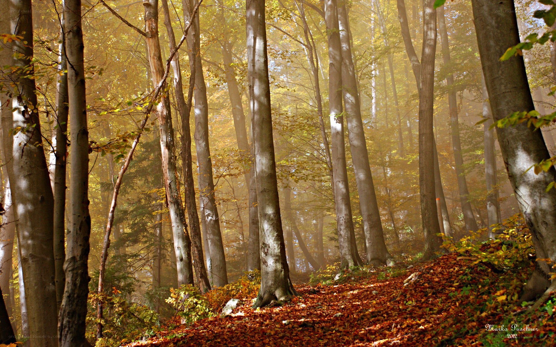 Autumn forest path