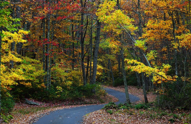 Autumn forest path