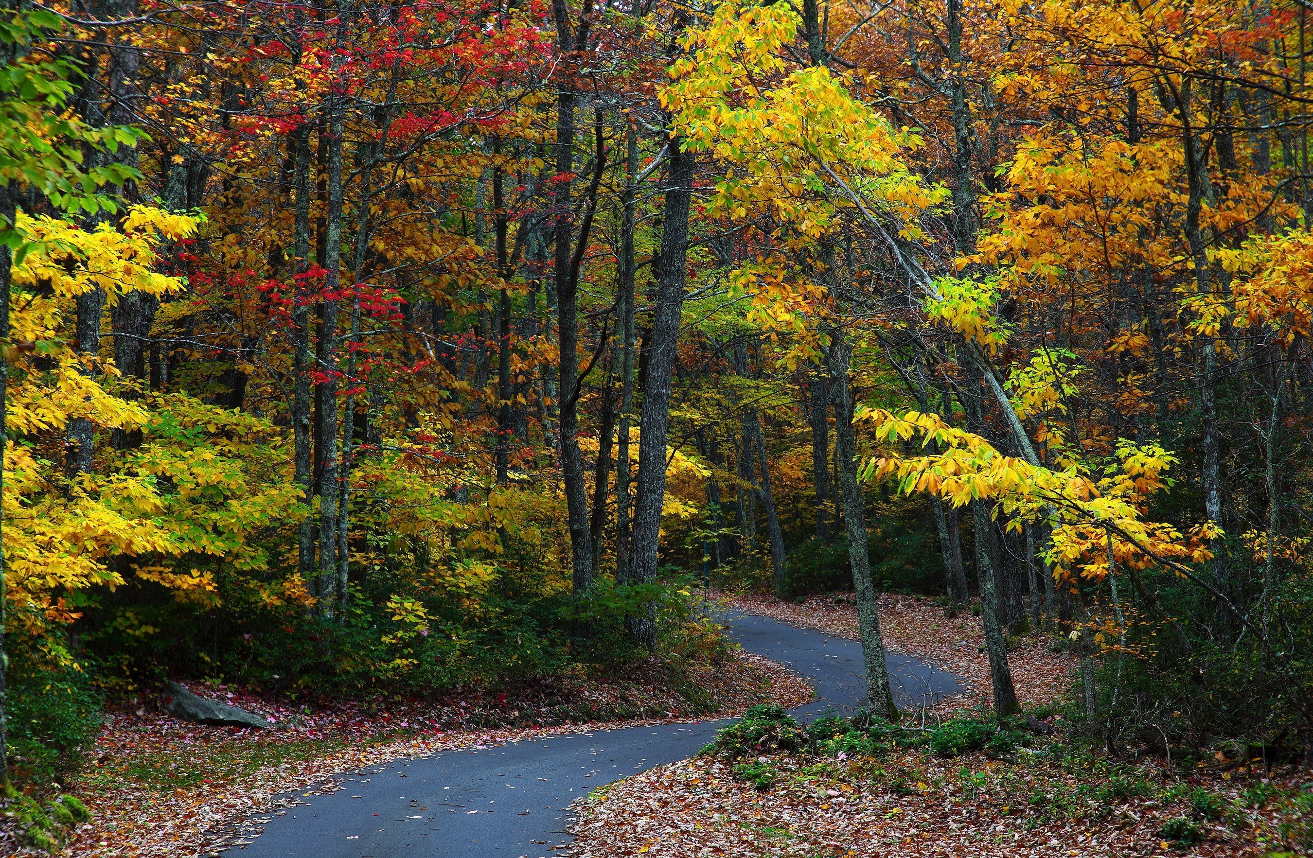 Autumn forest path