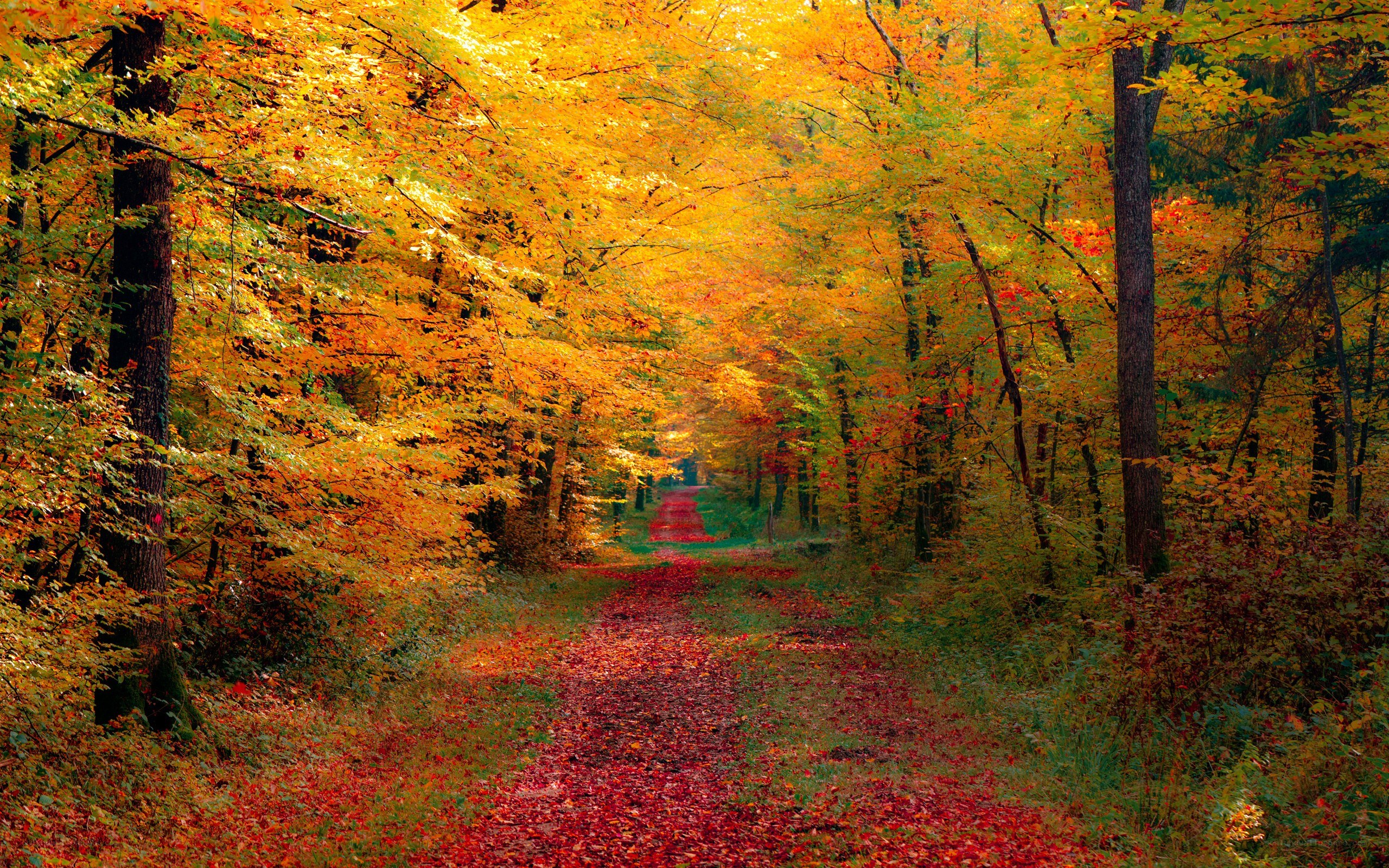 Autumn forest path