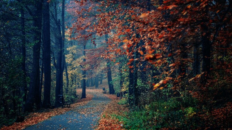 Autumn forest path