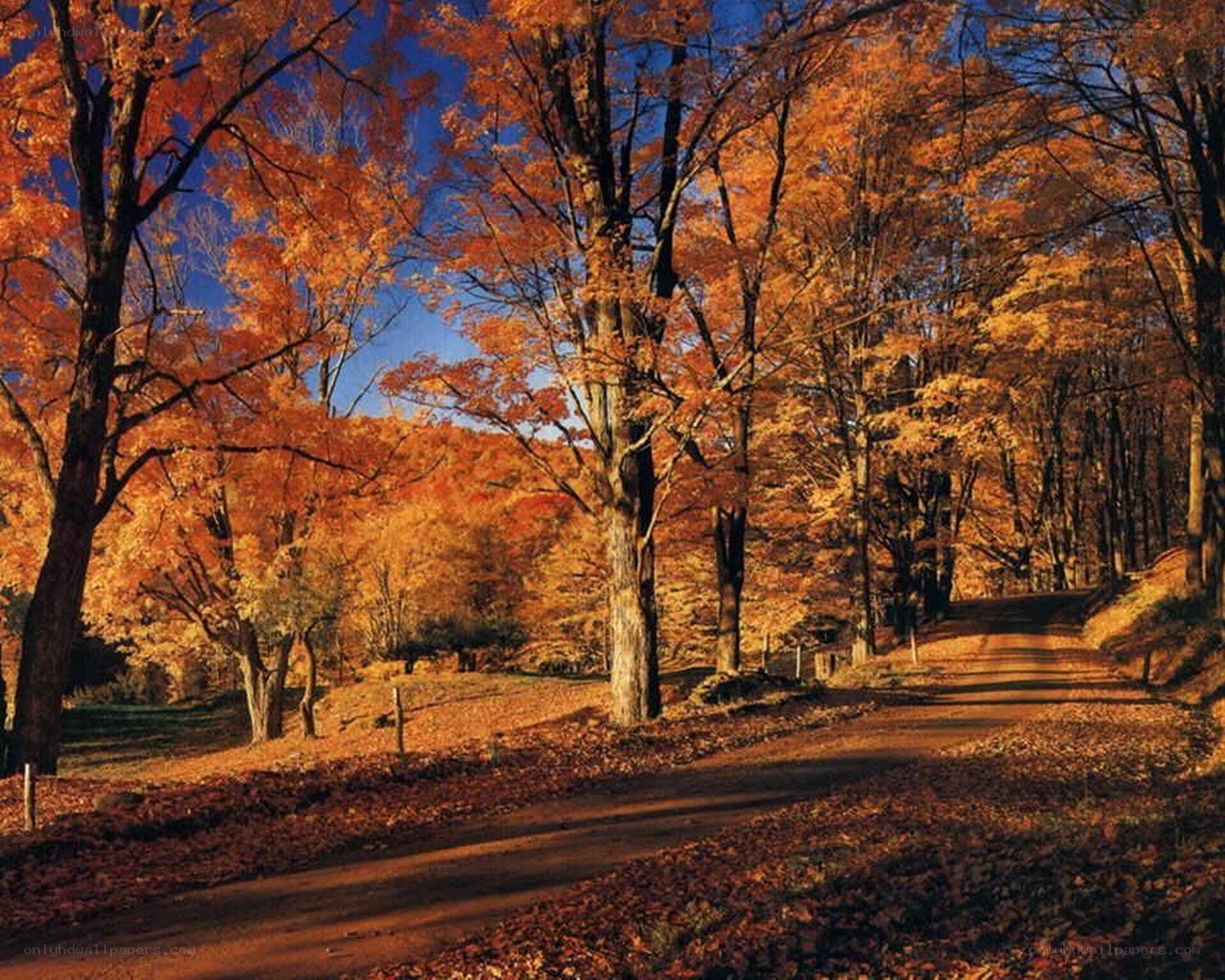 Autumn forest path