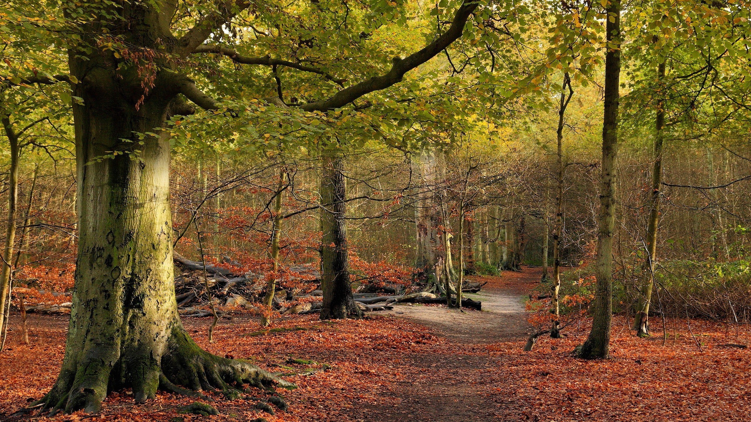 Autumn forest path
