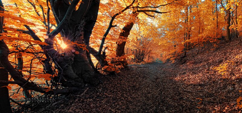 Autumn forest path