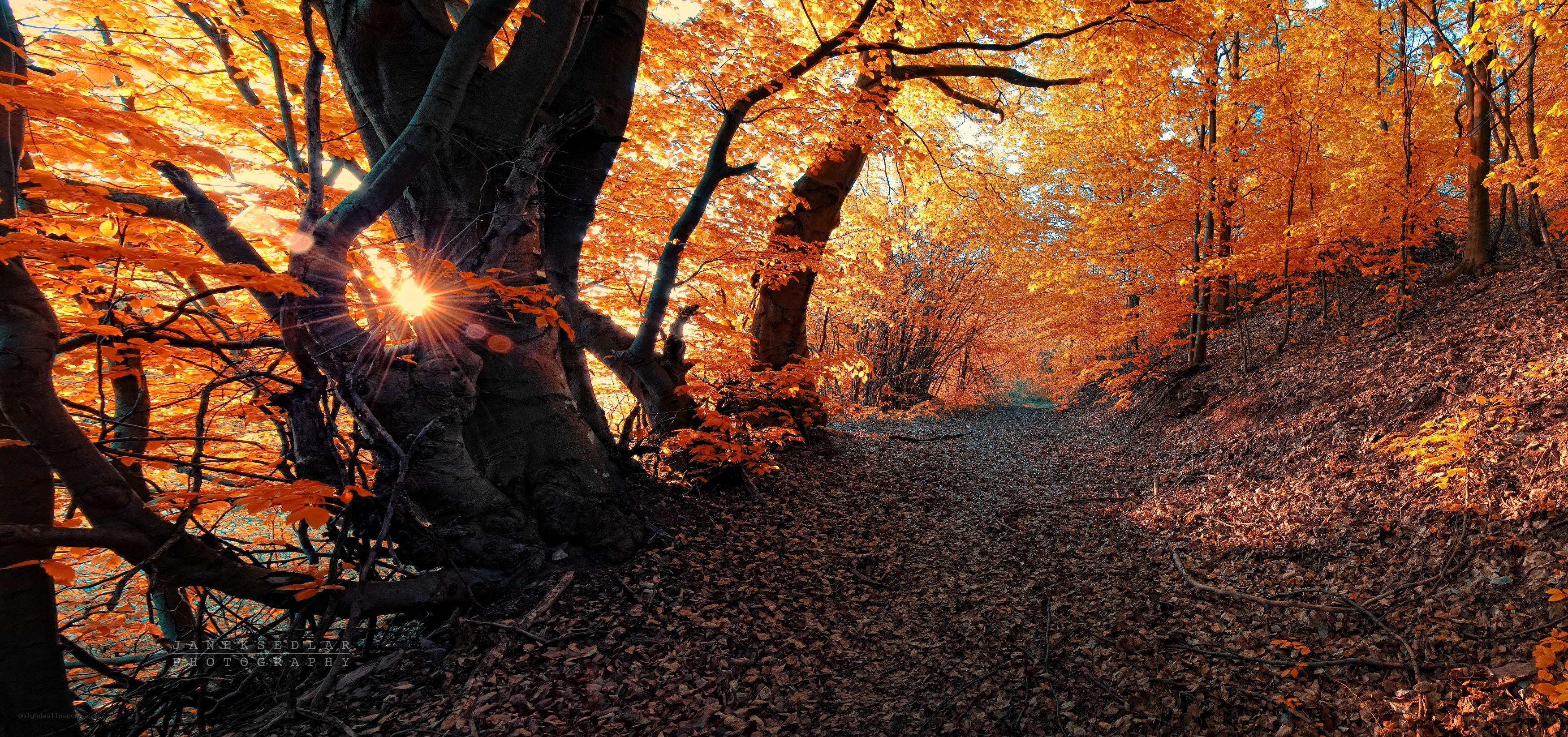 Autumn forest path