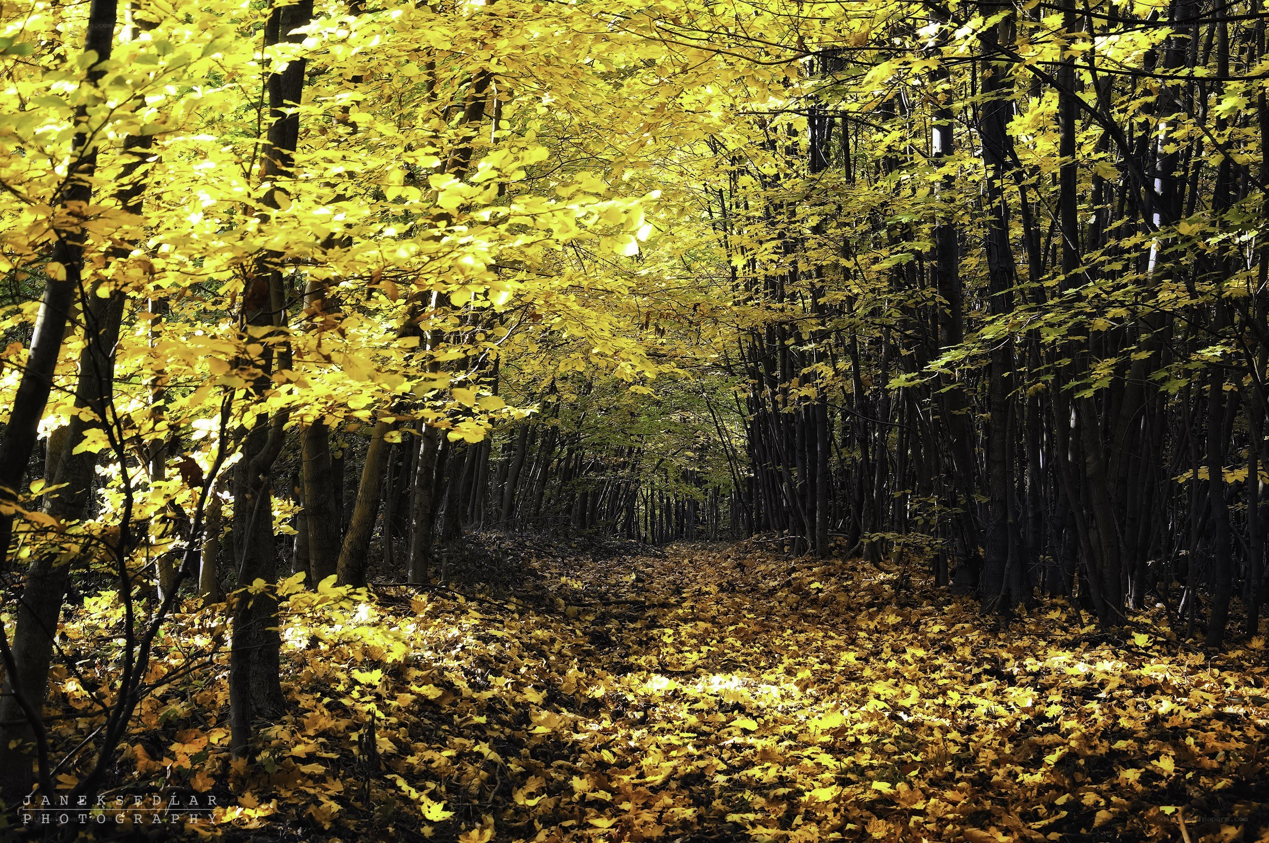 Autumn forest path