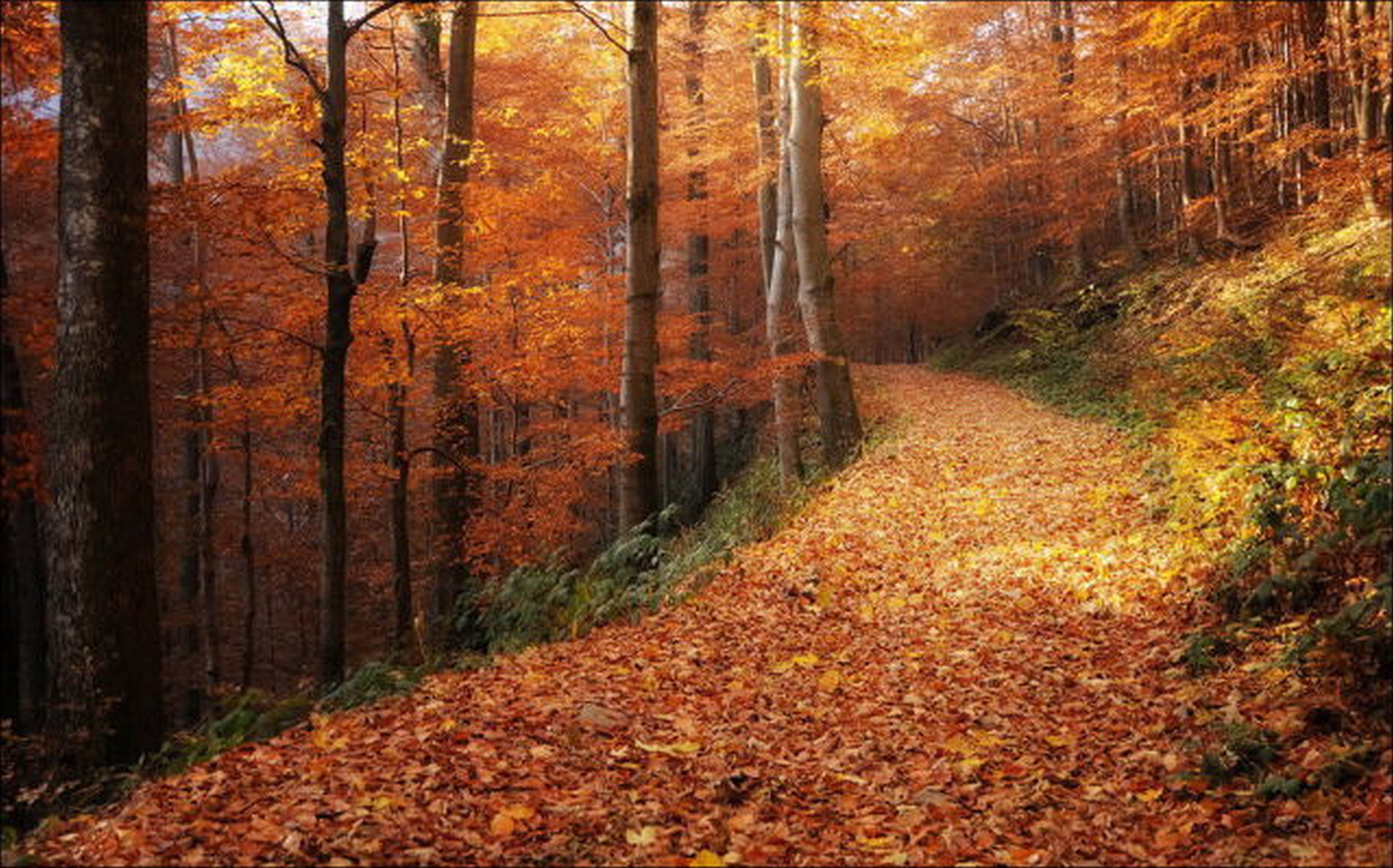Autumn forest path