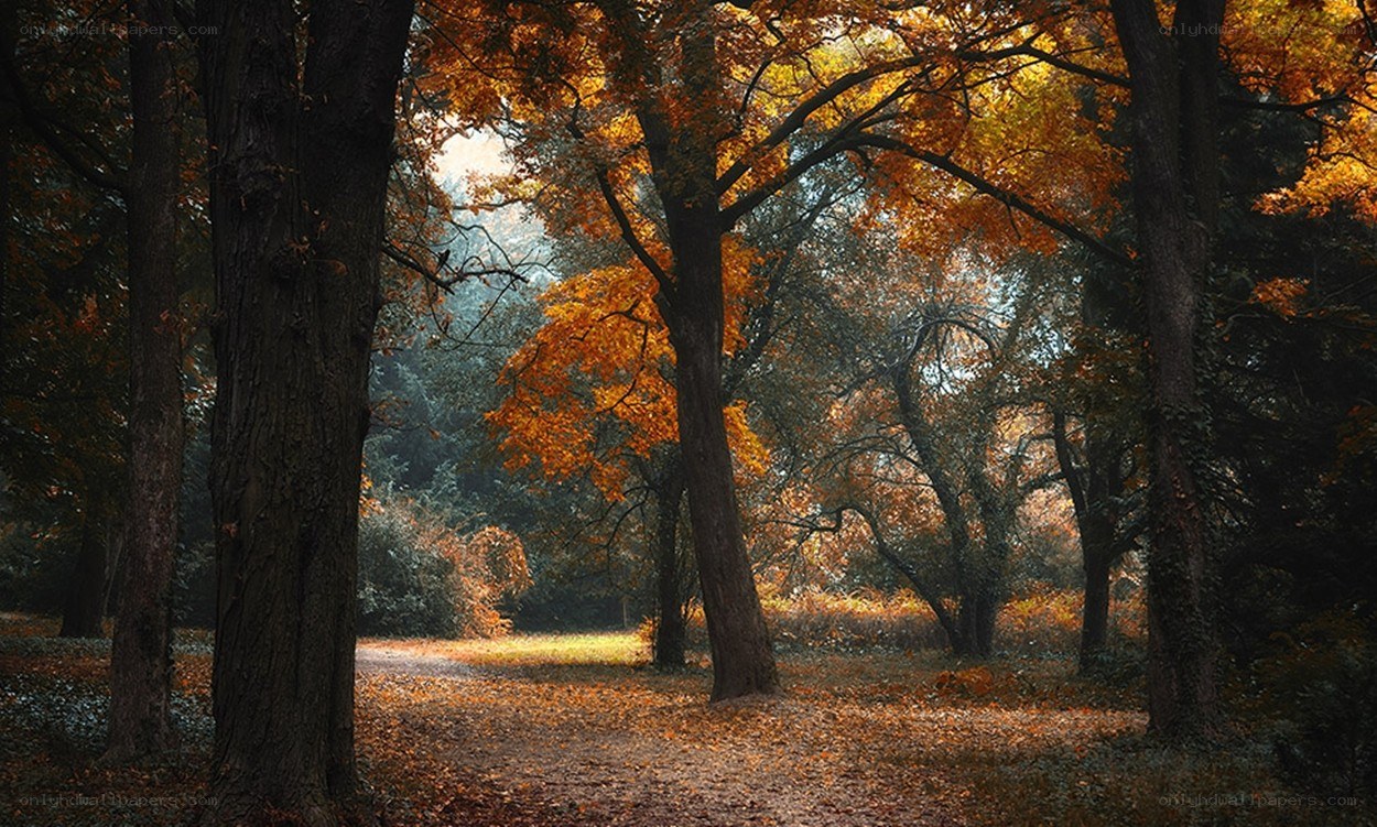 Autumn forest path