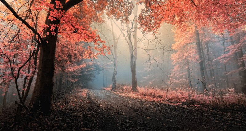 Autumn forest path