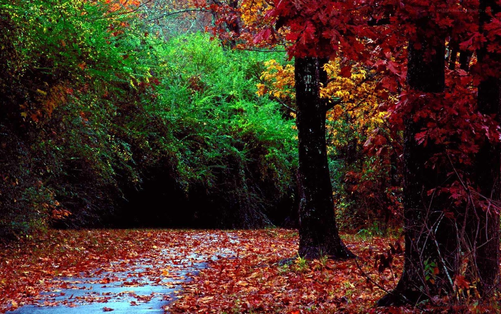 Autumn forest path