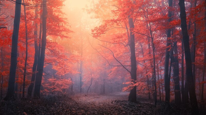 Autumn forest path