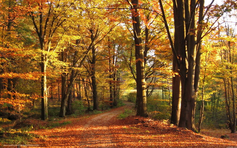 Autumn forest path