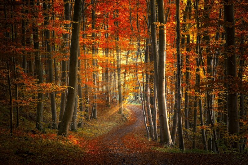 Autumn forest path