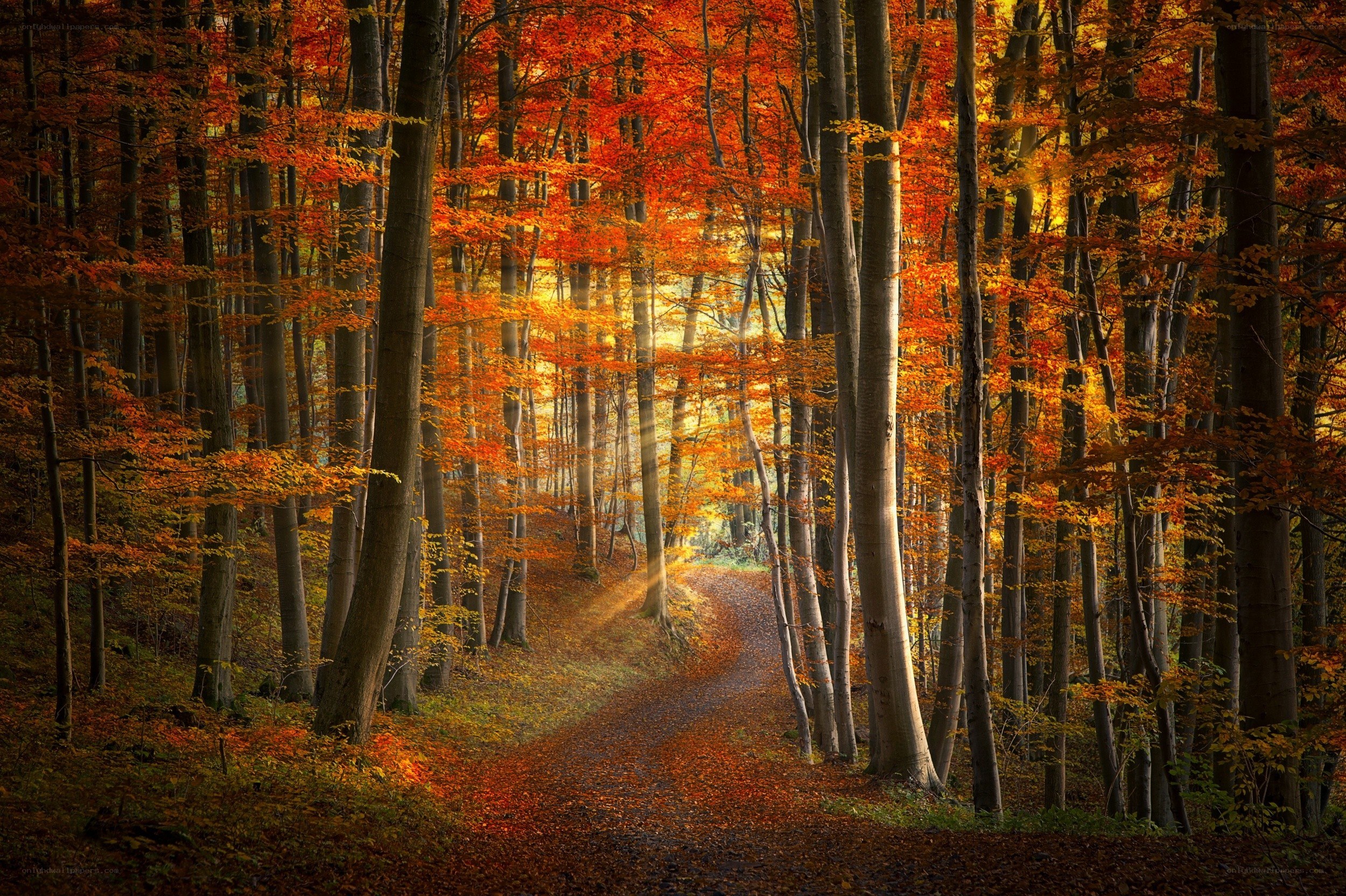 Autumn forest path