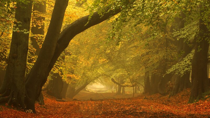 Autumn forest path