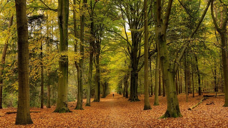 Autumn forest path