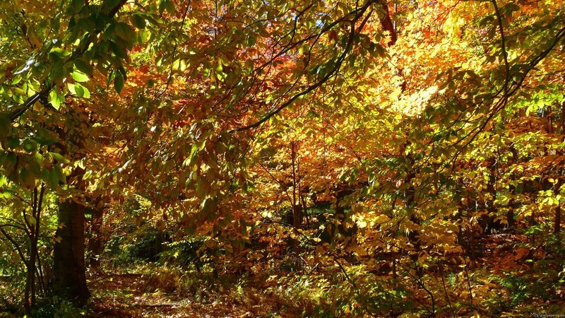 Autumn forest path