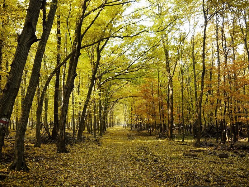 Autumn forest path