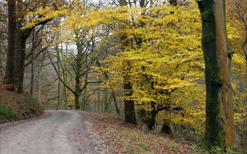 Autumn forest path