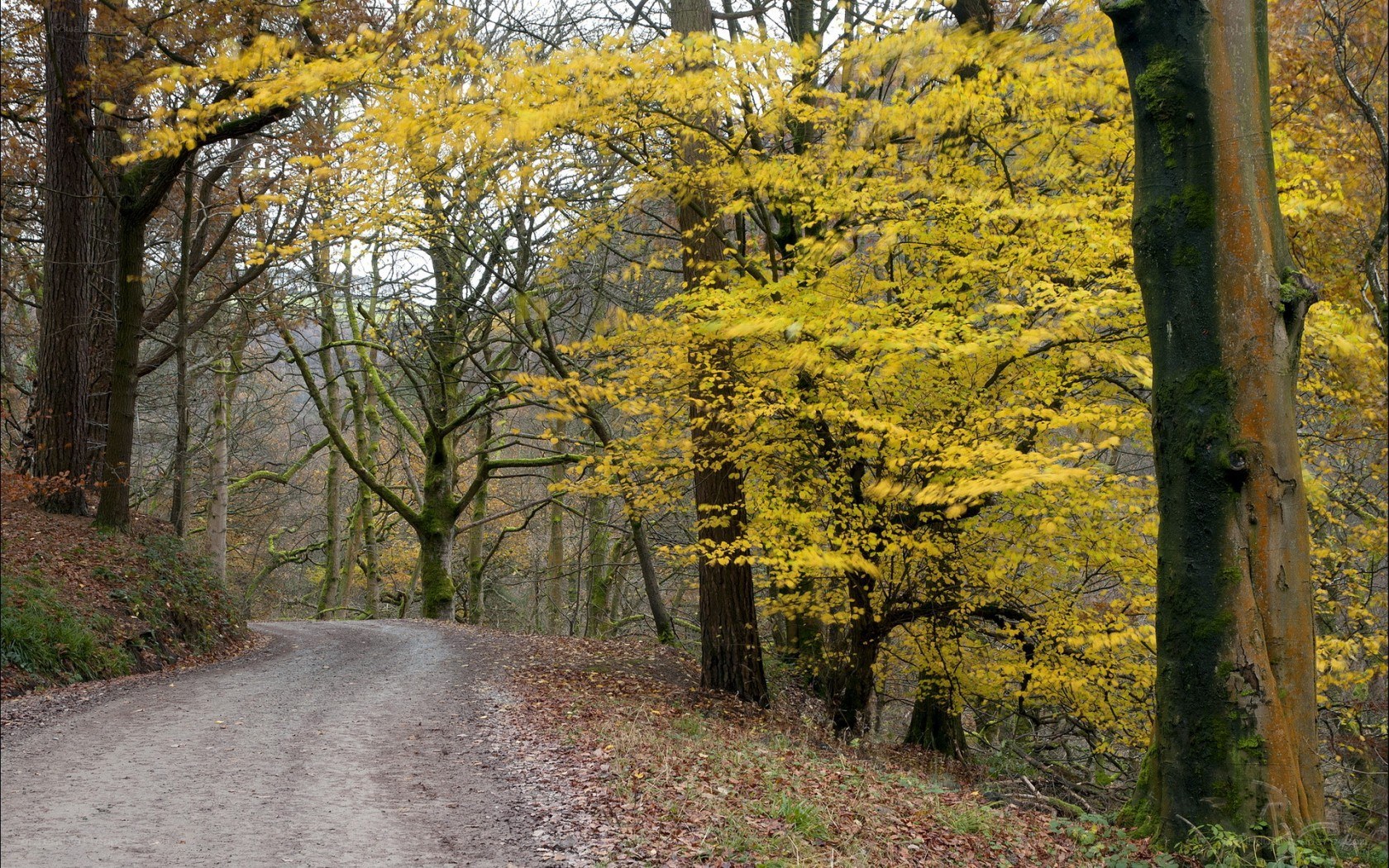 Autumn forest path