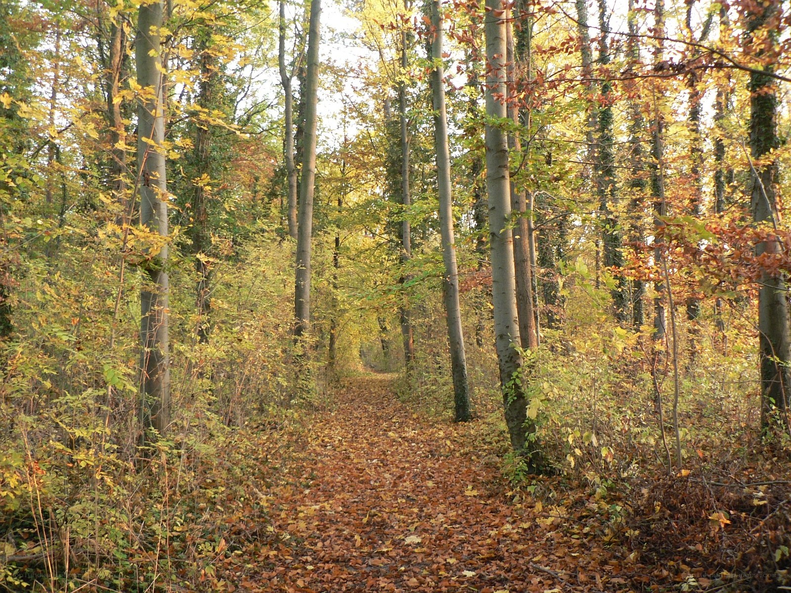 Autumn forest path