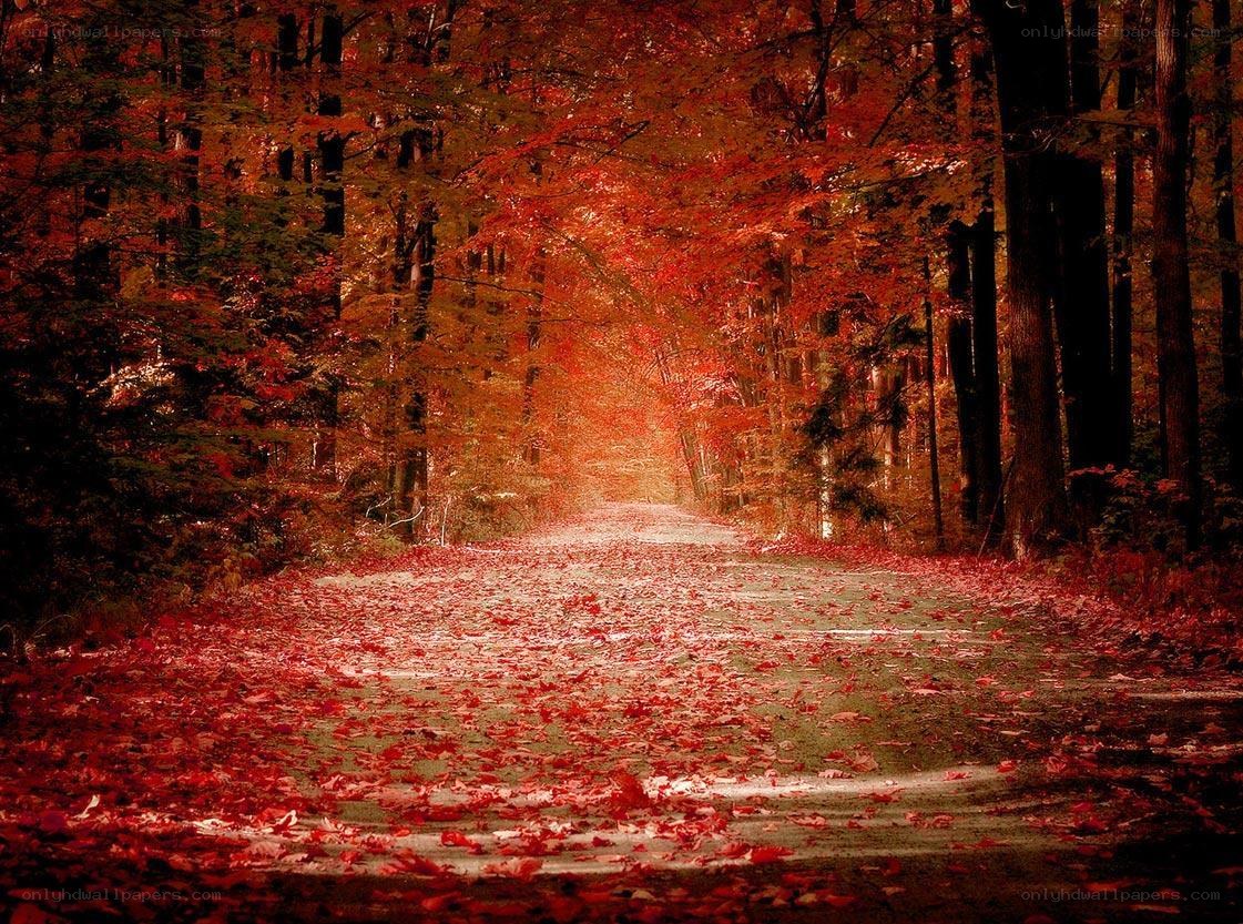 Autumn forest path
