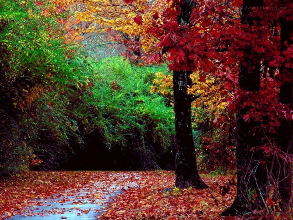 Autumn forest path