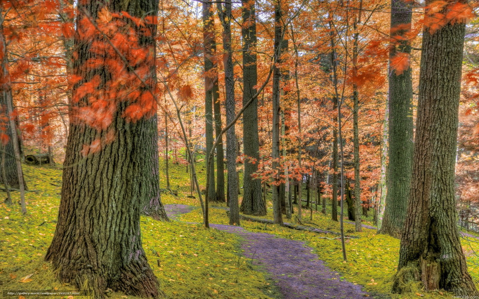 Autumn forest path