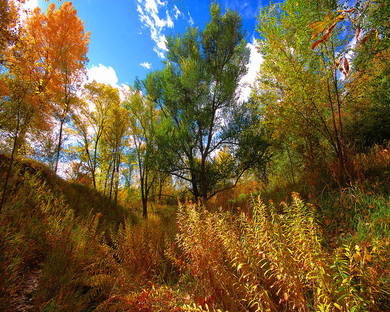 Autumn forest path
