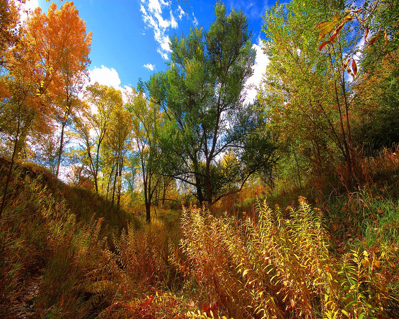 Autumn forest path