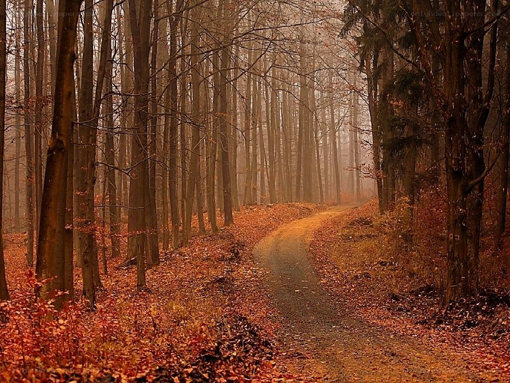 Autumn forest path