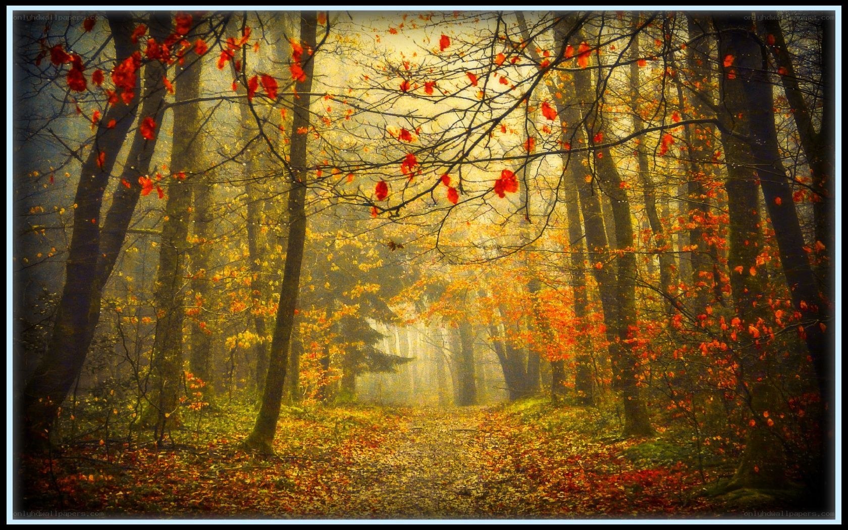 Autumn forest path