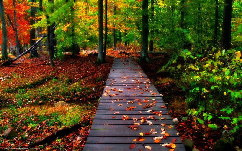 Autumn forest path