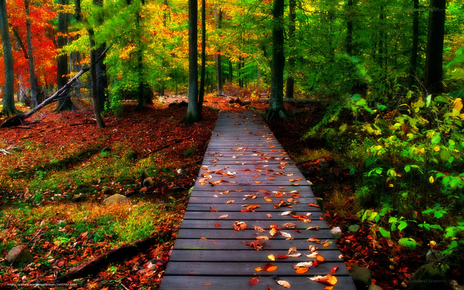 Autumn forest path
