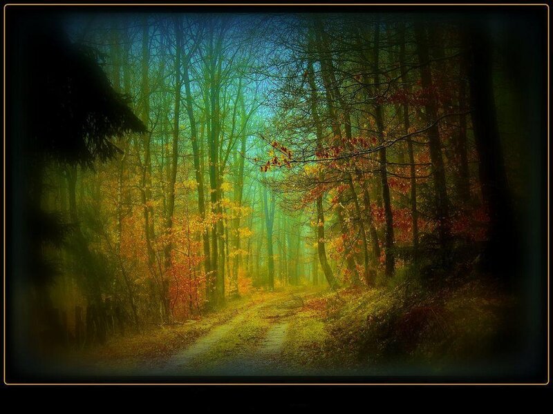 Autumn forest path
