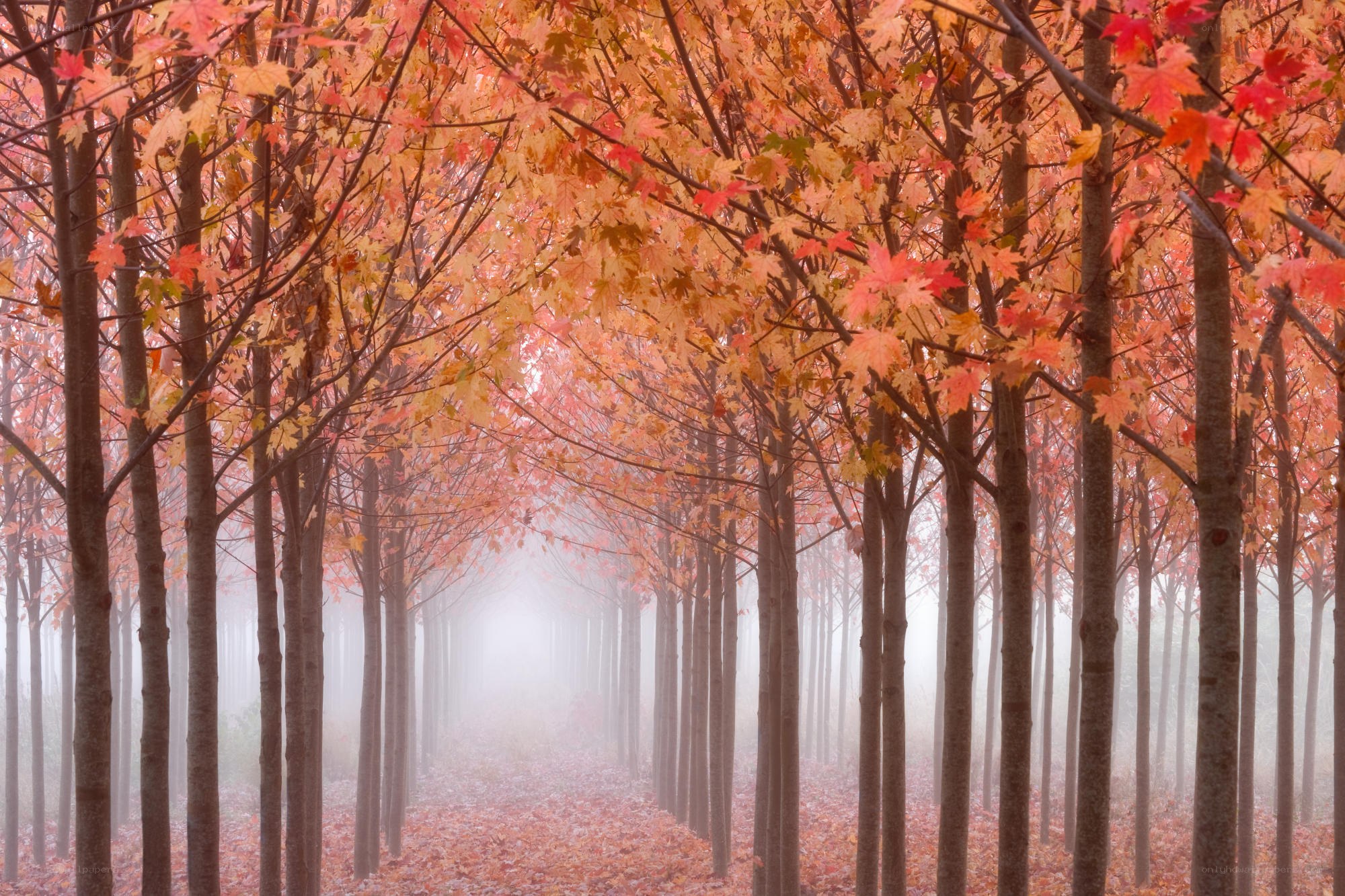 Autumn forest path