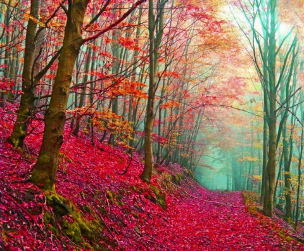 autumn forest path