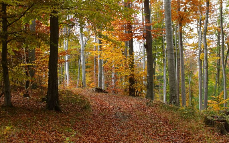 Autumn forest path