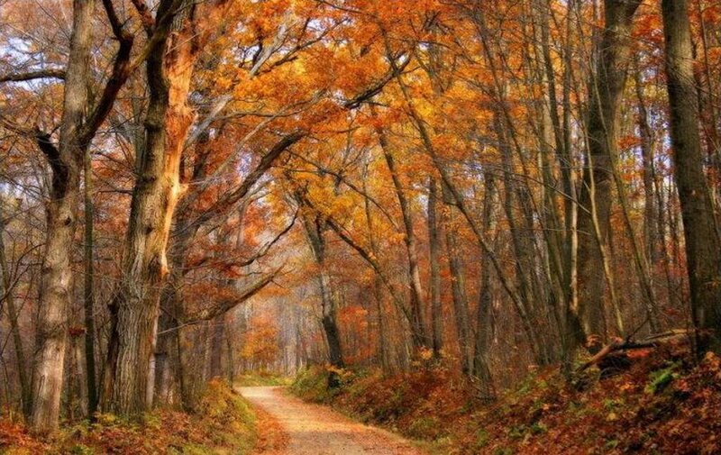 Autumn forest path