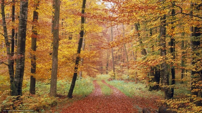 Autumn forest path