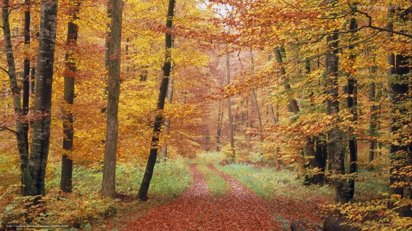 Autumn forest path