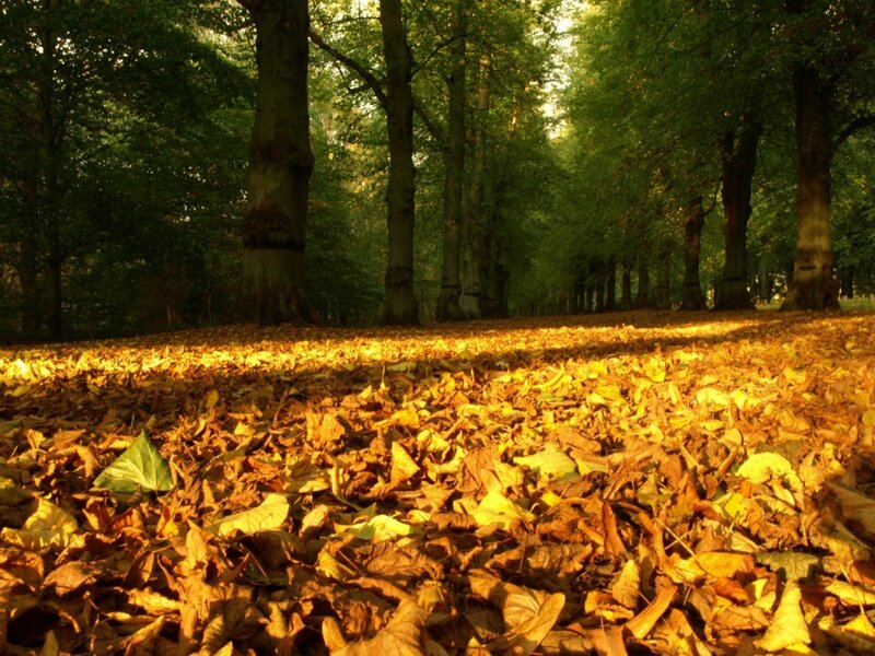 Autumn forest path