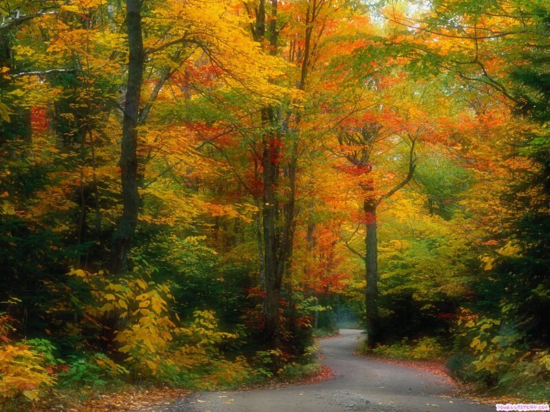 Autumn forest path