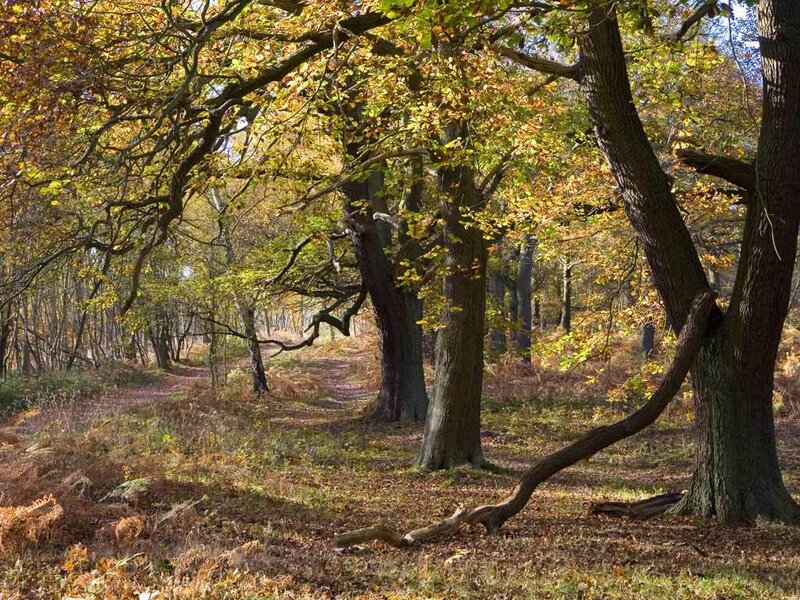 Autumn forest path